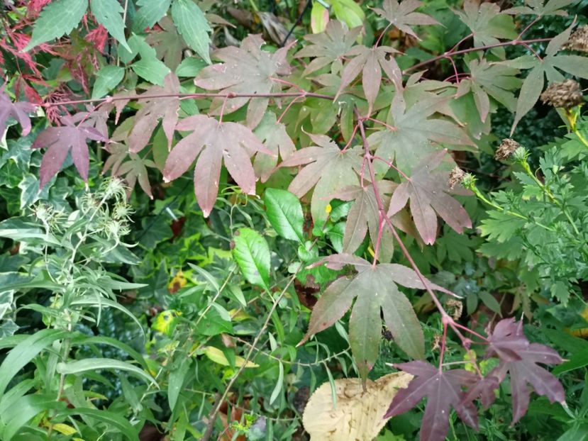 Osakazuki - Grădina 2023 continuare 5