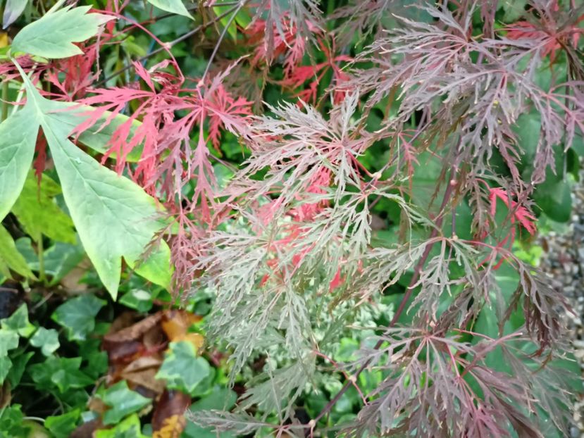 Hana Matoi - Grădina 2023 continuare 5