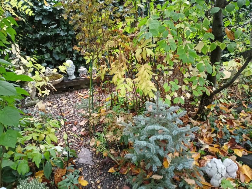  - Grădina 2023 continuare 5