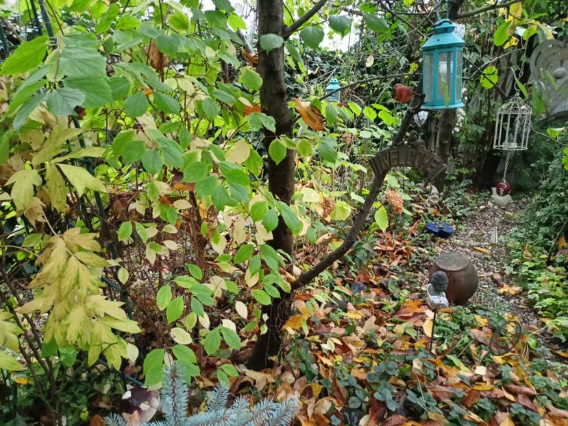  - Grădina 2023 continuare 5