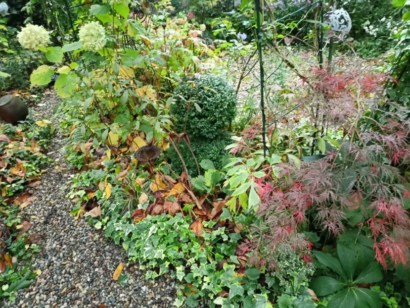  - Grădina 2023 continuare 5