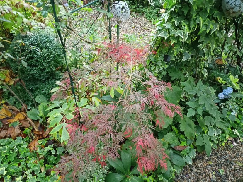 Hana Matoi - Grădina 2023 continuare 5