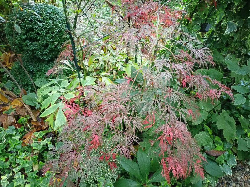  - Grădina 2023 continuare 5