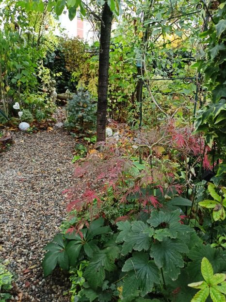  - Grădina 2023 continuare 5