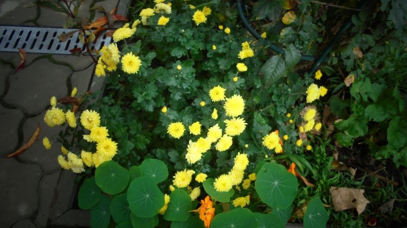  - Splendori in gradina