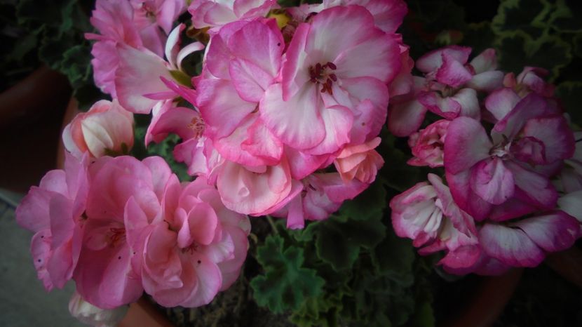  - Splendori in gradina