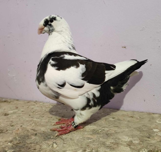 Fem 2022 - Porumbei vanduti