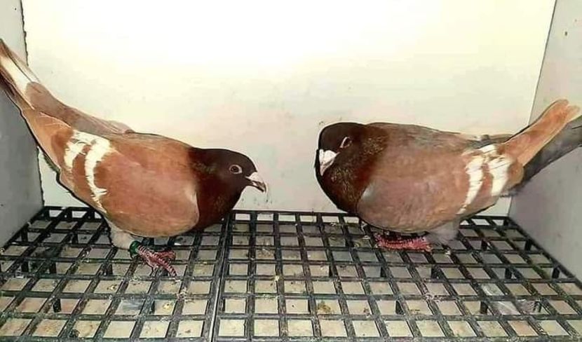  - Nu îmi aparțin 6