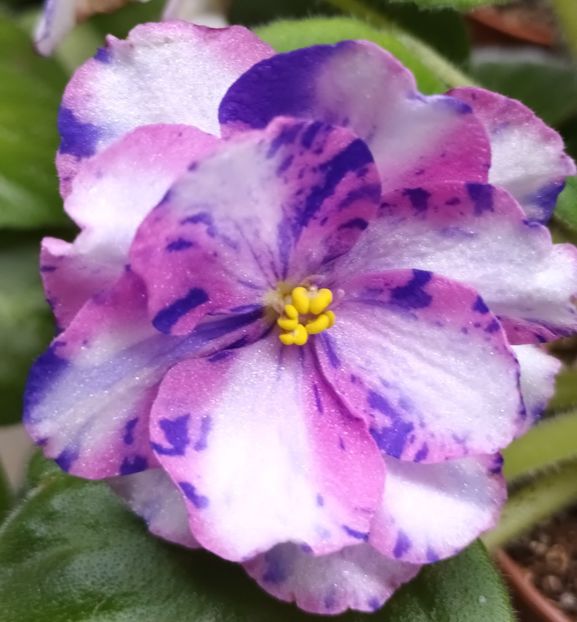 MK Veter Peremen - PORTRETE