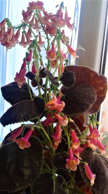  - 000014 ACHIMENES