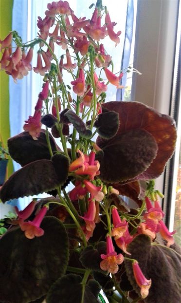  - 000014 ACHIMENES