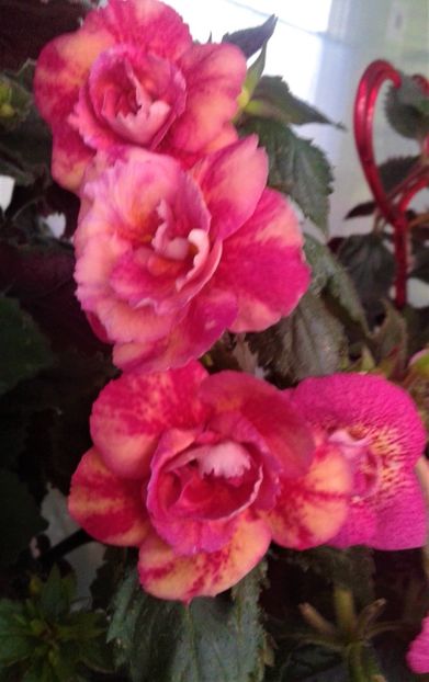  - 000014 ACHIMENES