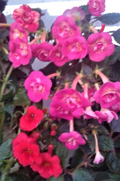  - 000014 ACHIMENES