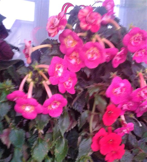  - 000014 ACHIMENES