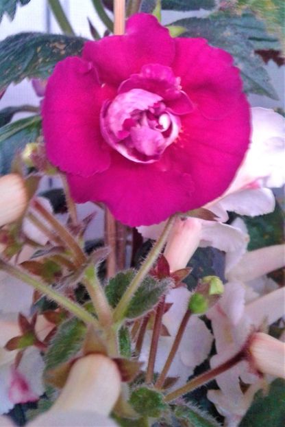  - 000014 ACHIMENES
