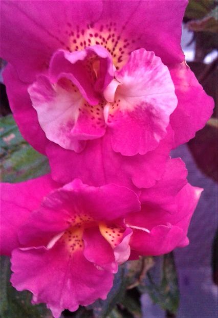  - 000014 ACHIMENES