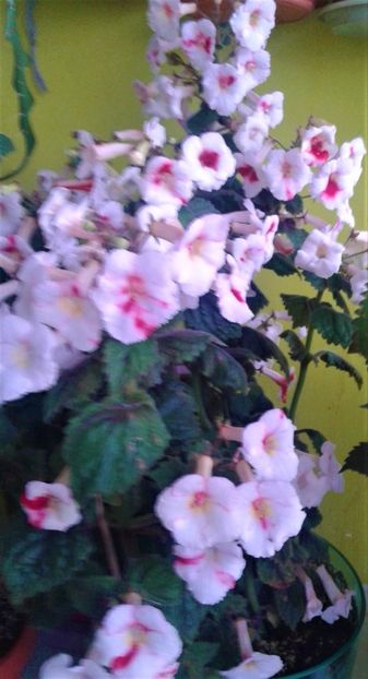  - 000014 ACHIMENES