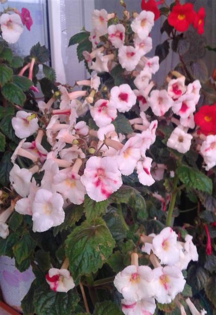  - 000014 ACHIMENES