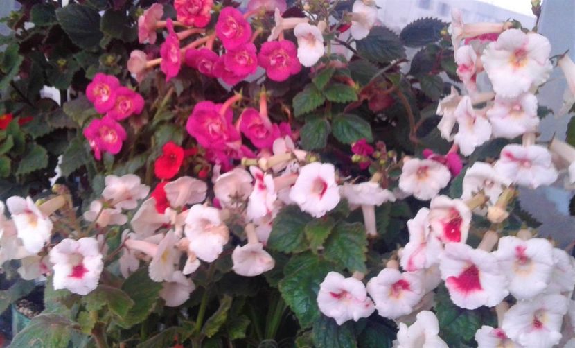  - 000014 ACHIMENES