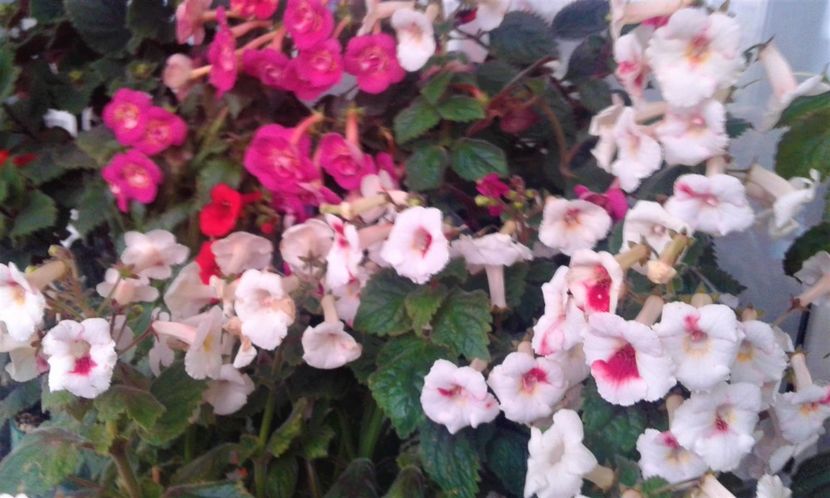  - 000014 ACHIMENES