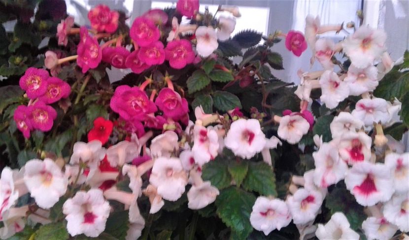  - 000014 ACHIMENES
