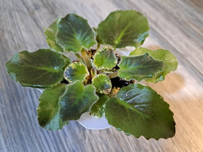  - Violeta NK Sofia Rotaru