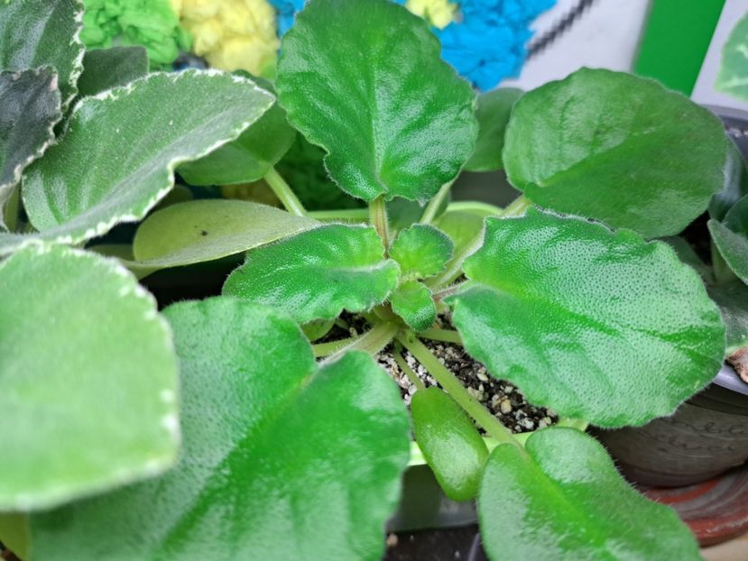  - Violeta Bob s Omega