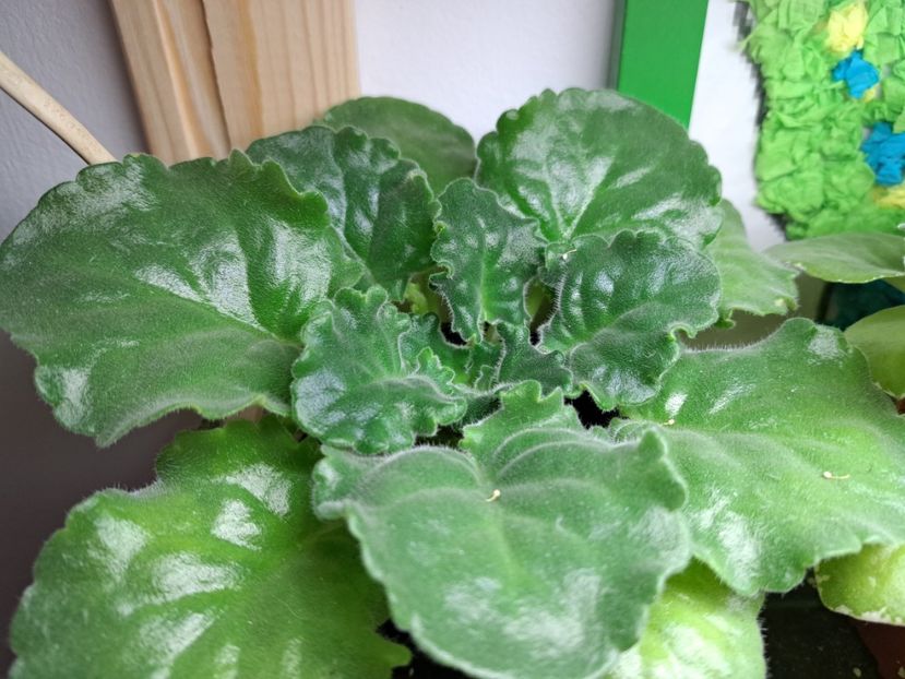  - Violeta RS izumrudnii gorod