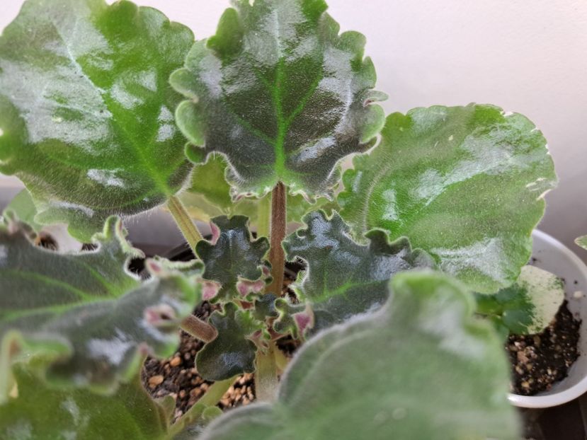  - Violeta EK-Izumrudnoe Kruzhevo