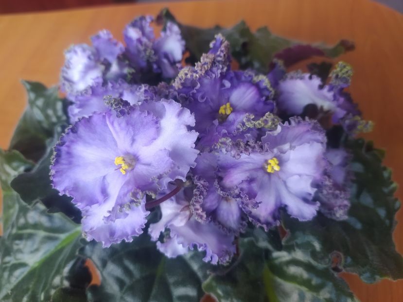 2 noiembrie 2023 - Cajun s Royal Heir