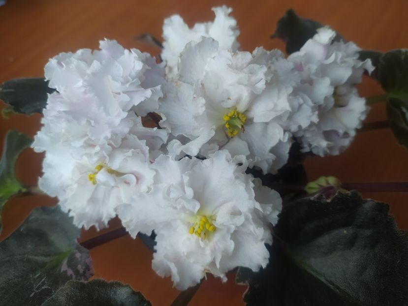 2 noiembrie 2023 - LE Vanilnoe Parfe