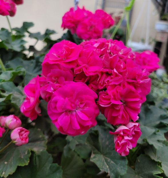  - Toamnă colorată