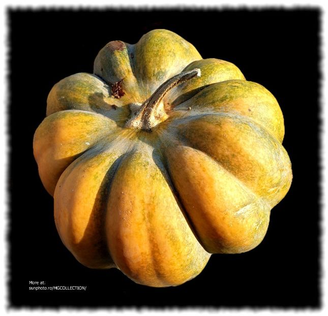 Dovleac - Courge - Squash - J - VEGS - FRUITS- Legume Fructe
