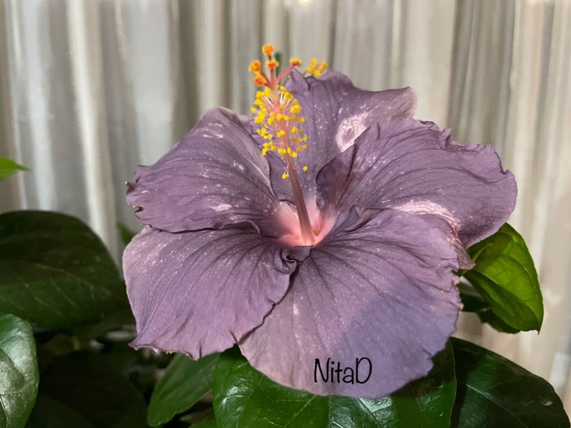  - DPs Purple Drops