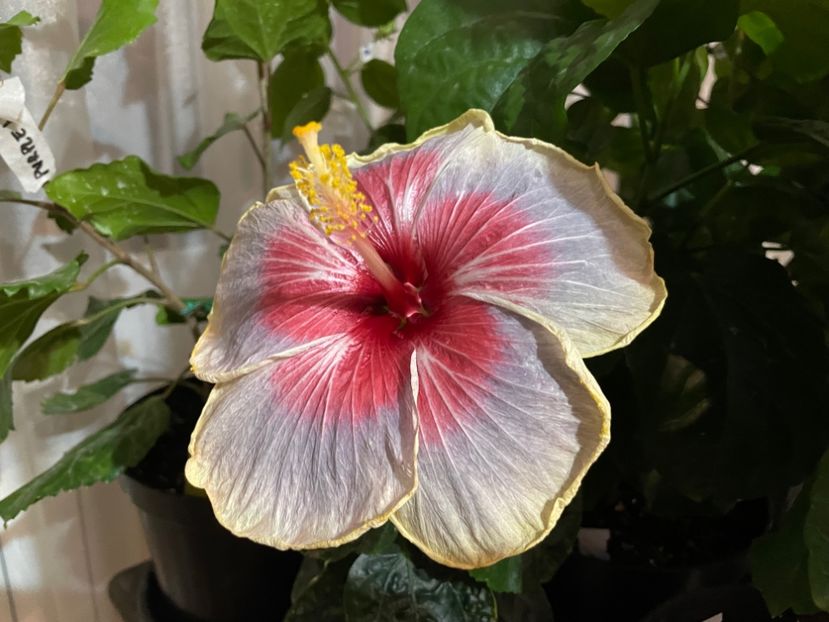  - 001 - Hibiscusi 2023