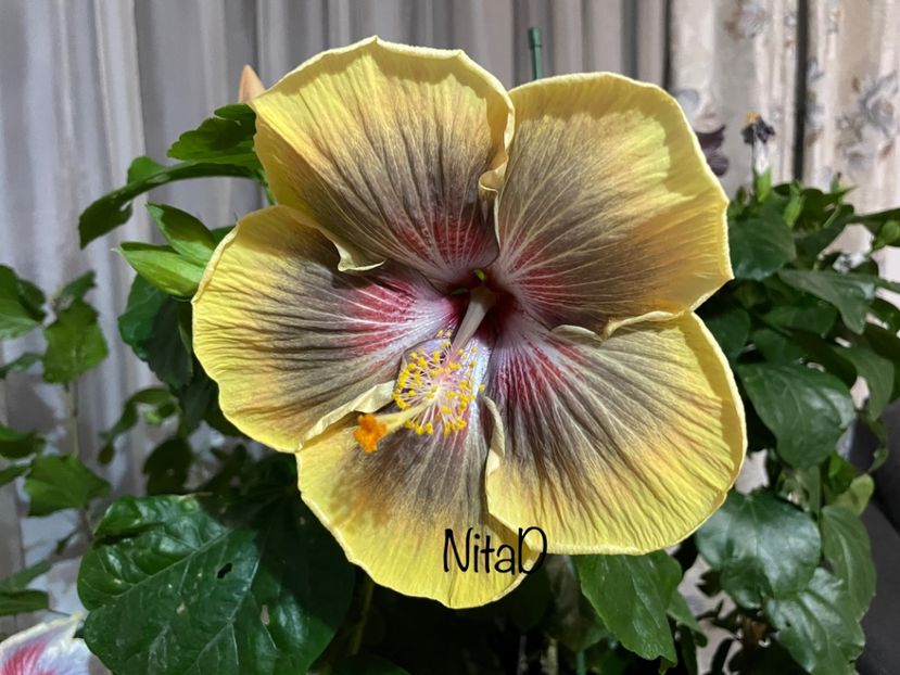  - 001 - Hibiscusi 2023