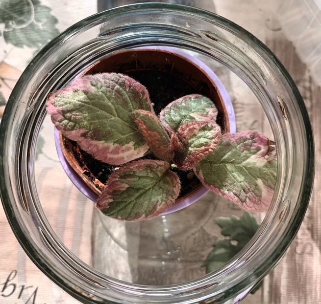 Din Bulgaria, Cleopatra - Episcia - a opta minune a lumii