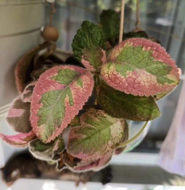 Picasso ❤️❤️❤️ - Episcia - a opta minune a lumii