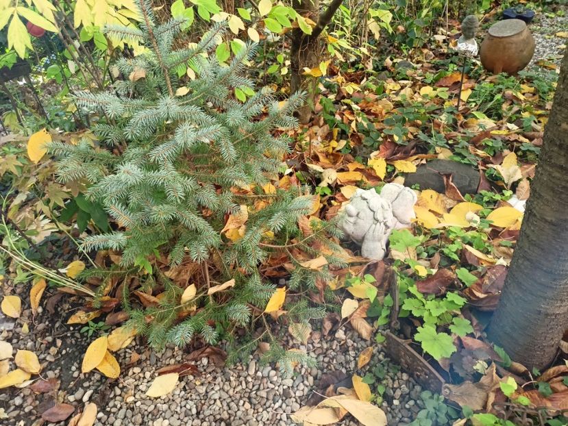  - Grădina 2023 continuare 5