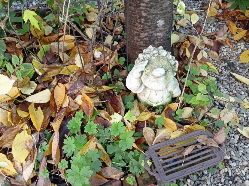  - Grădina 2023 continuare 5