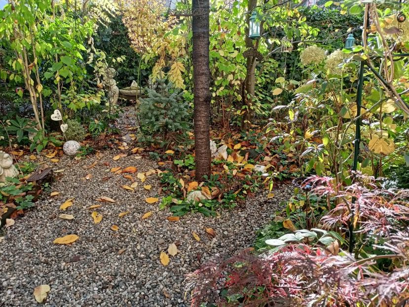  - Grădina 2023 continuare 5