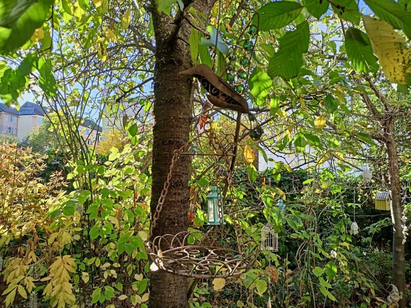  - Grădina 2023 continuare 5