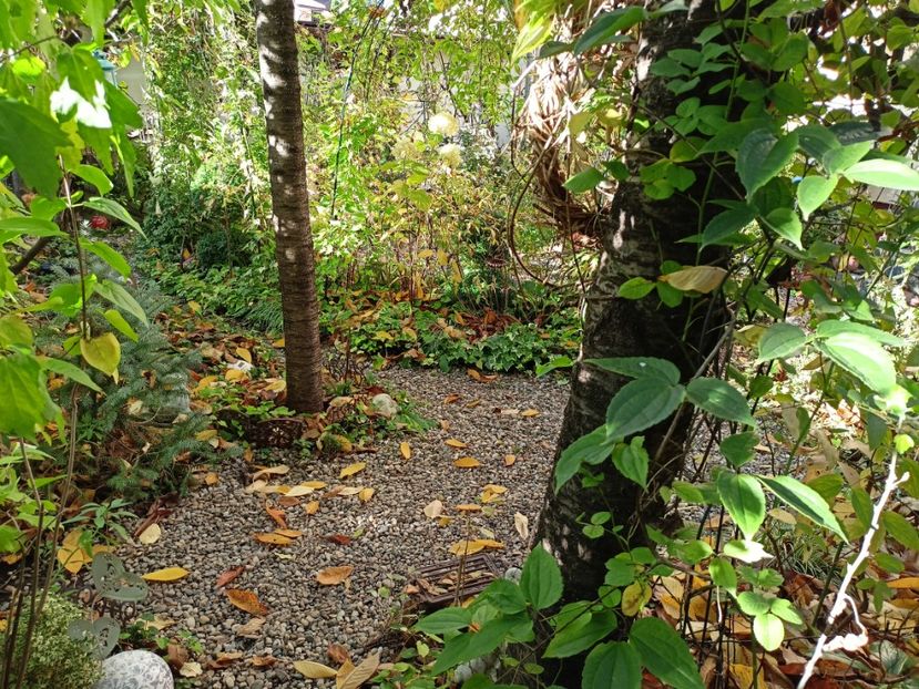  - Grădina 2023 continuare 5