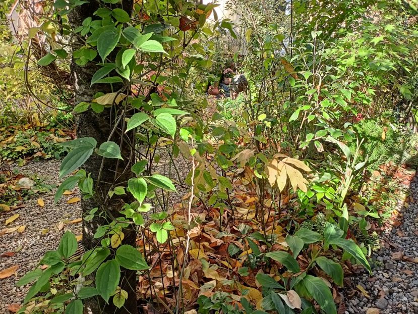  - Grădina 2023 continuare 5