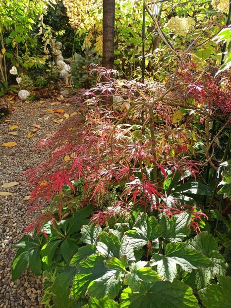  - Grădina 2023 continuare 5