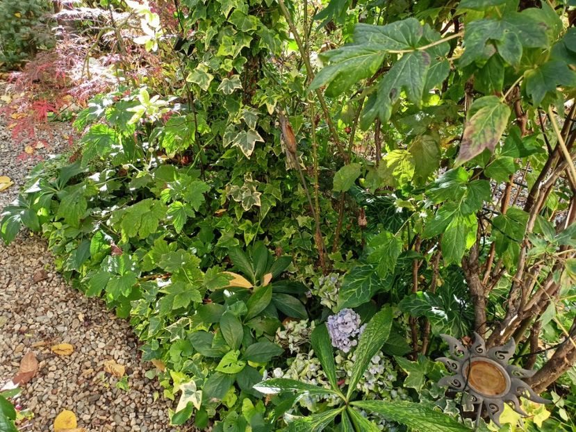  - Grădina 2023 continuare 5