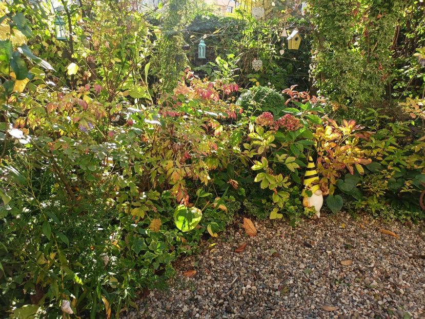  - Grădina 2023 continuare 5