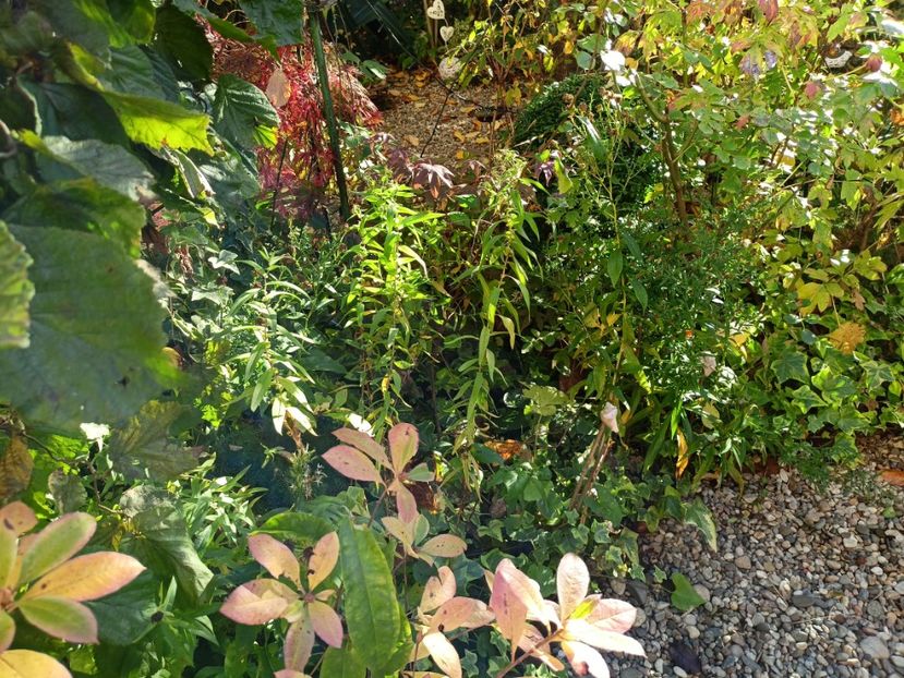  - Grădina 2023 continuare 5