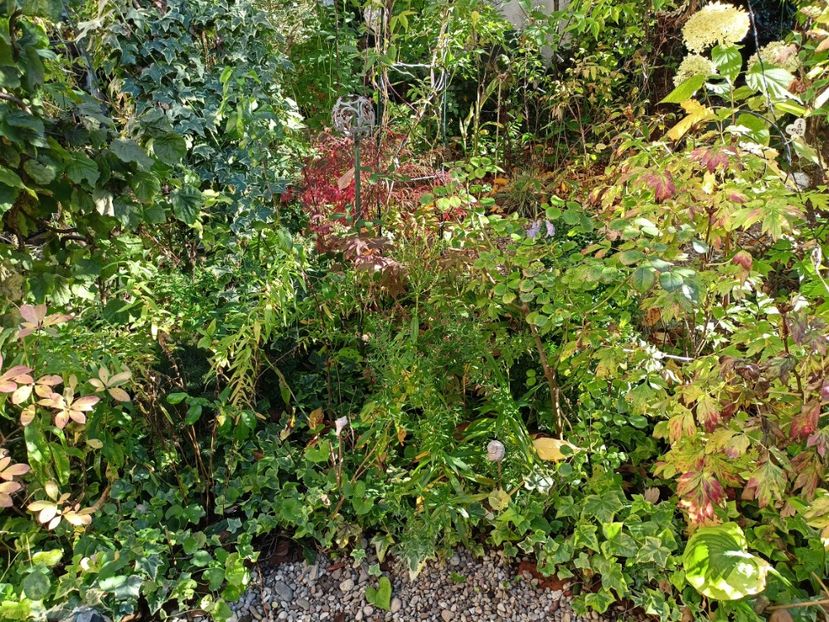  - Grădina 2023 continuare 5