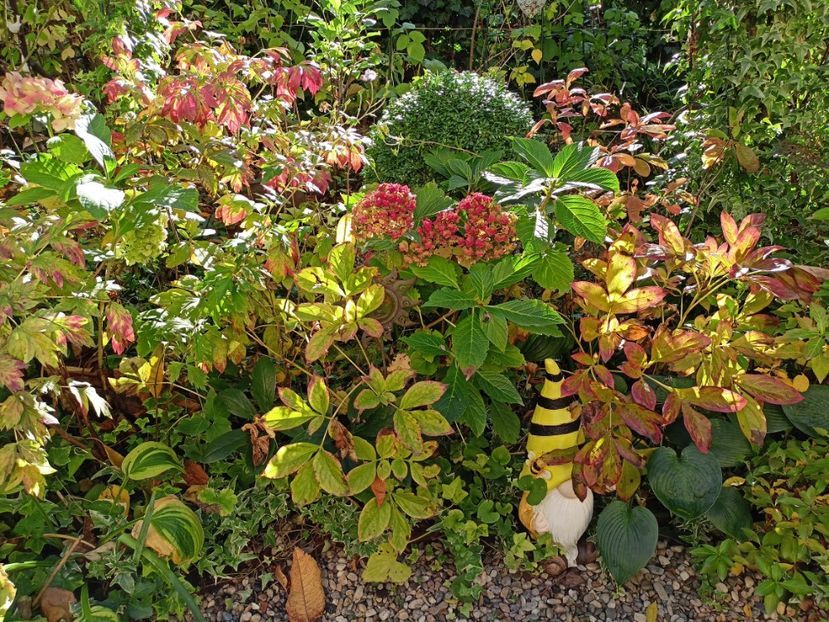  - Grădina 2023 continuare 5